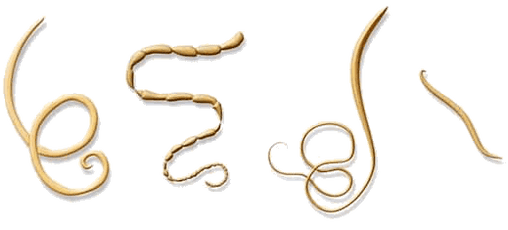 NEOflorax helps against all known helminths