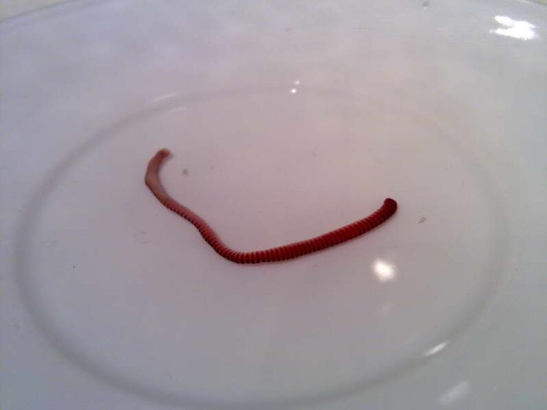 parasite of the human body